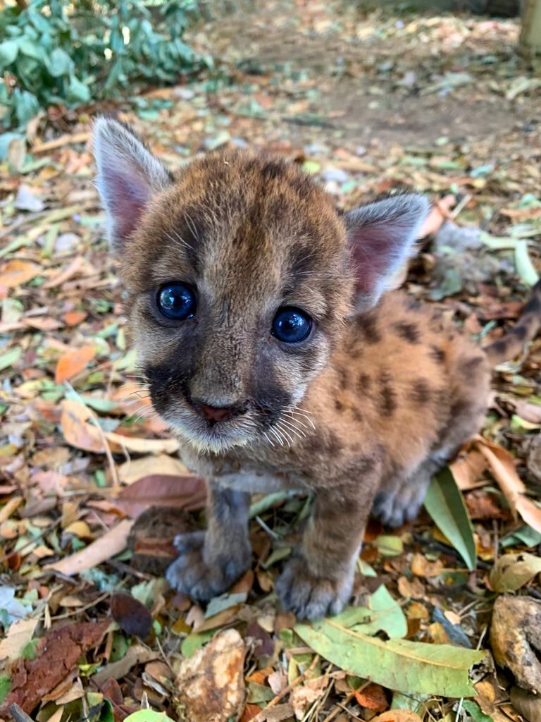 Pumita, puma que fue rescatada en Liberia. Foto cortesía Esther Pomareda.
