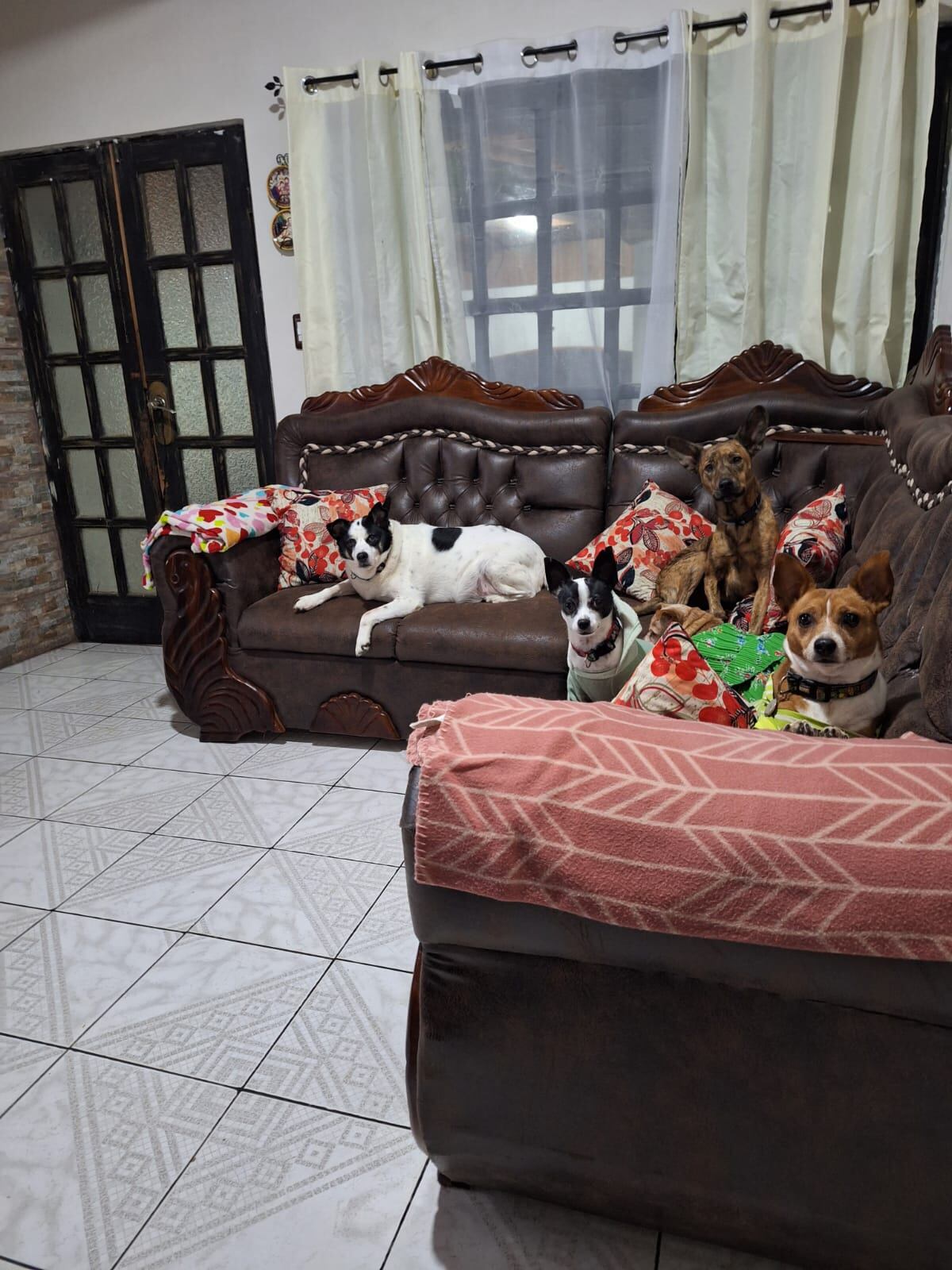 Robinson, un perrito chihuahua de quien podría decirse que la virgencita de Los Ángeles, nuestra Negrita, le hizo un pequeño milagrito y lo salvó de morir de hambre, pasándolo de indigente a ser el rey