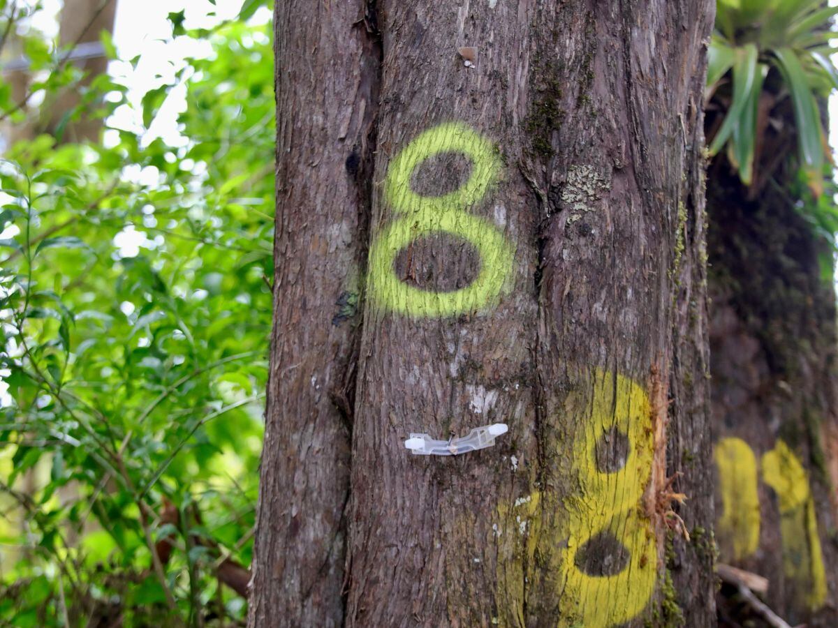 A la muni la tomó por sopresa ver que algunos de los árboles ya estaban marcados para ser talados, a pesar de que se giró la órden de detener los trabajos.