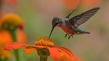 El colibrí se une a la selecta lista de símbolos nacionales