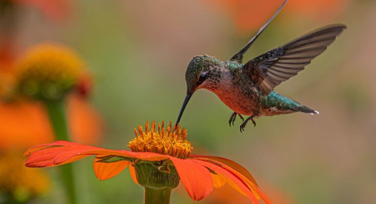 Colibríes