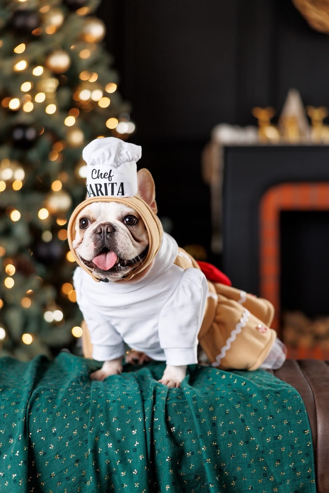 Si la elegancia tuviera cuatro patas, probablemente se llamaría Sarita. Esta bulldog francés, vecina del barrio El Cocal, en el centro de Puntarenas, es una pequeña diva que disfruta posar frente a las cámaras, lucir accesorios y salir de paseo bien arreglada.