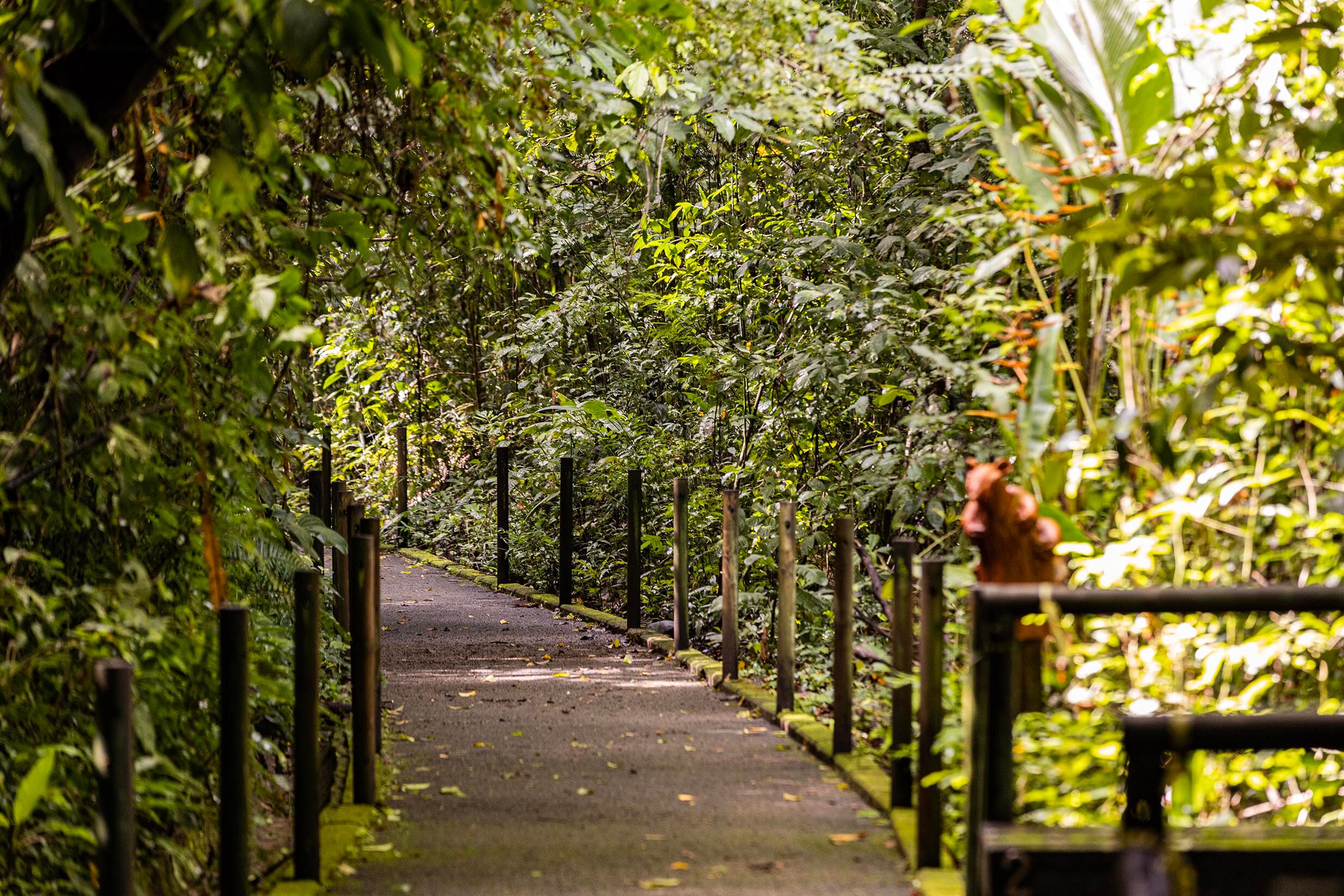 Parque Nacional Carara ( Río de Lagartos  en lengua Híndigena Huetar ) Garabito de  Puntarenas. Foto Alonso Tenorio