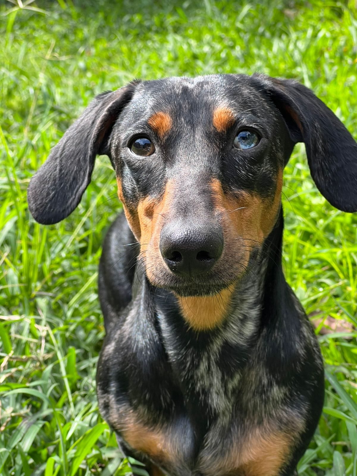 El sábado 19 de setiembre es el Día de Batman por eso conocemos la historia de Ace, el pequeño perrito costarricense que se convirtió en el auténtico guardián de su hogar y se llama igual que el perro del Caballero de la noche.