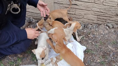 Abandonados, hambrientos y apiñados: seis cachorros vivieron una pesadilla
