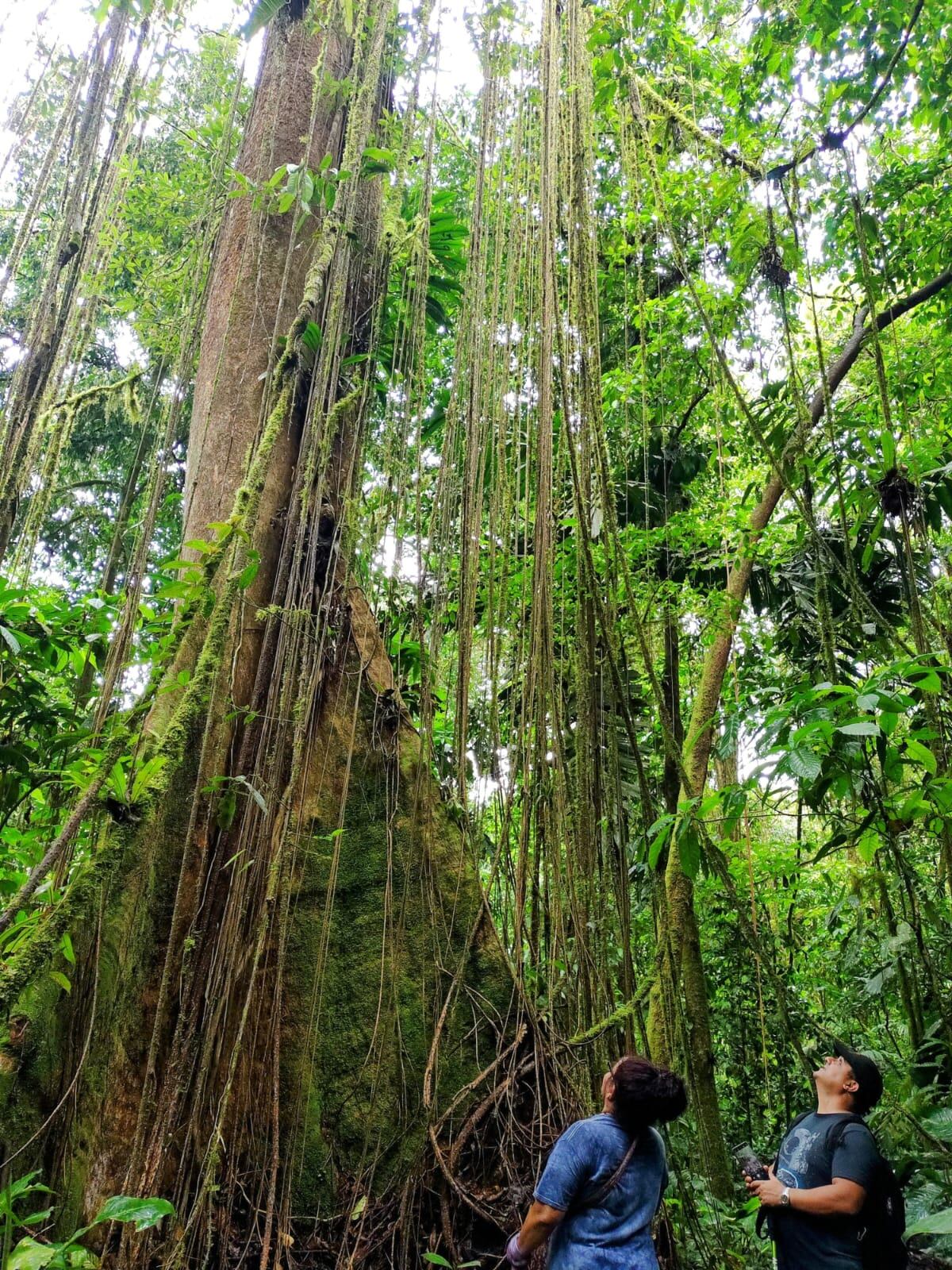 Mágica catarata entre montañas es el destino ideal para unos buenos clavados.