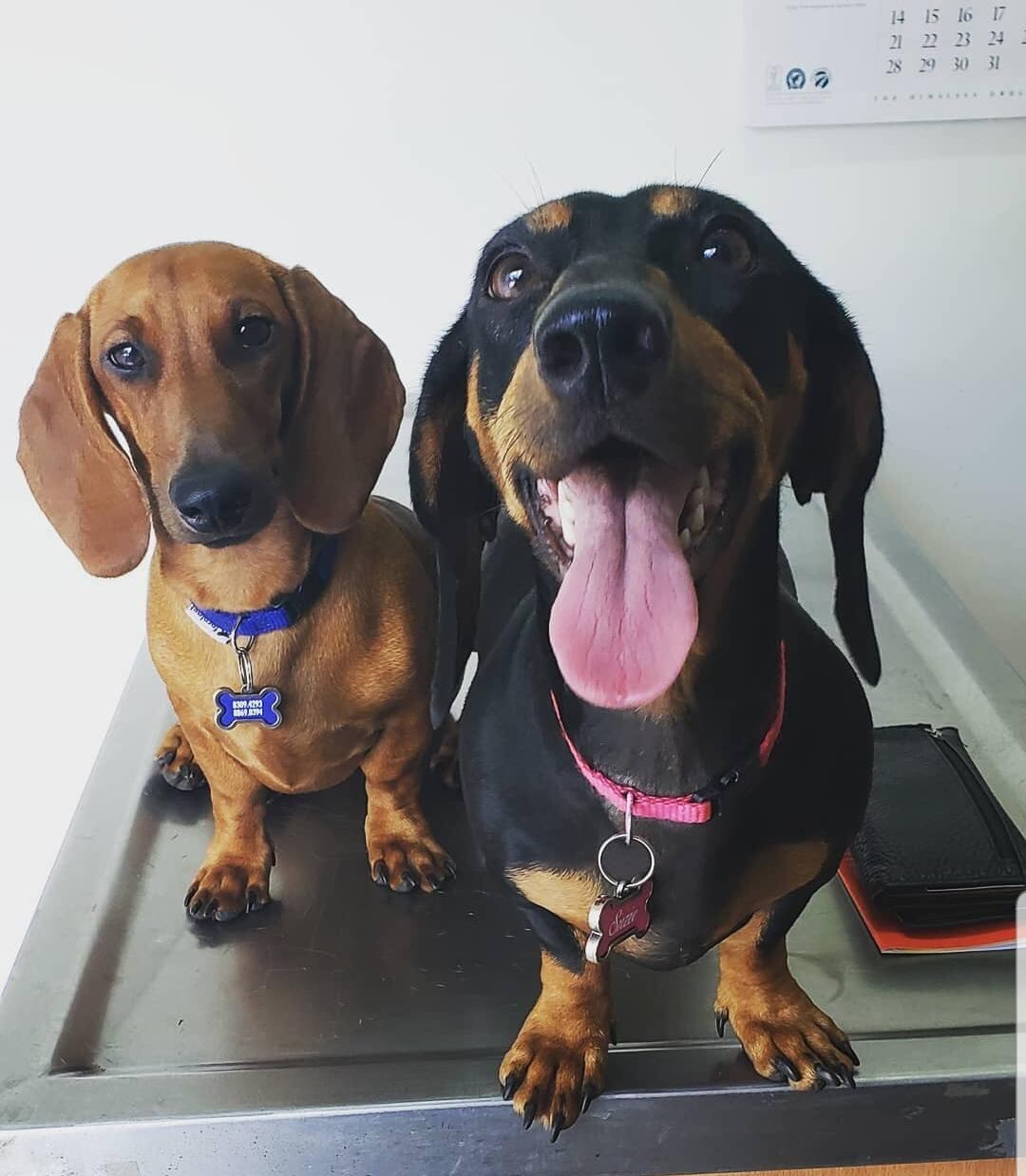 El próximo sábado 28 de noviembre, en el Museo de los Niños, Keyla Milton Barrantes y Luis Rodríguez Aguilar, se casarán a las cuatro y media de la tarde, al ser la pareja que ganó un concurso que hizo el Museo vía redes sociales