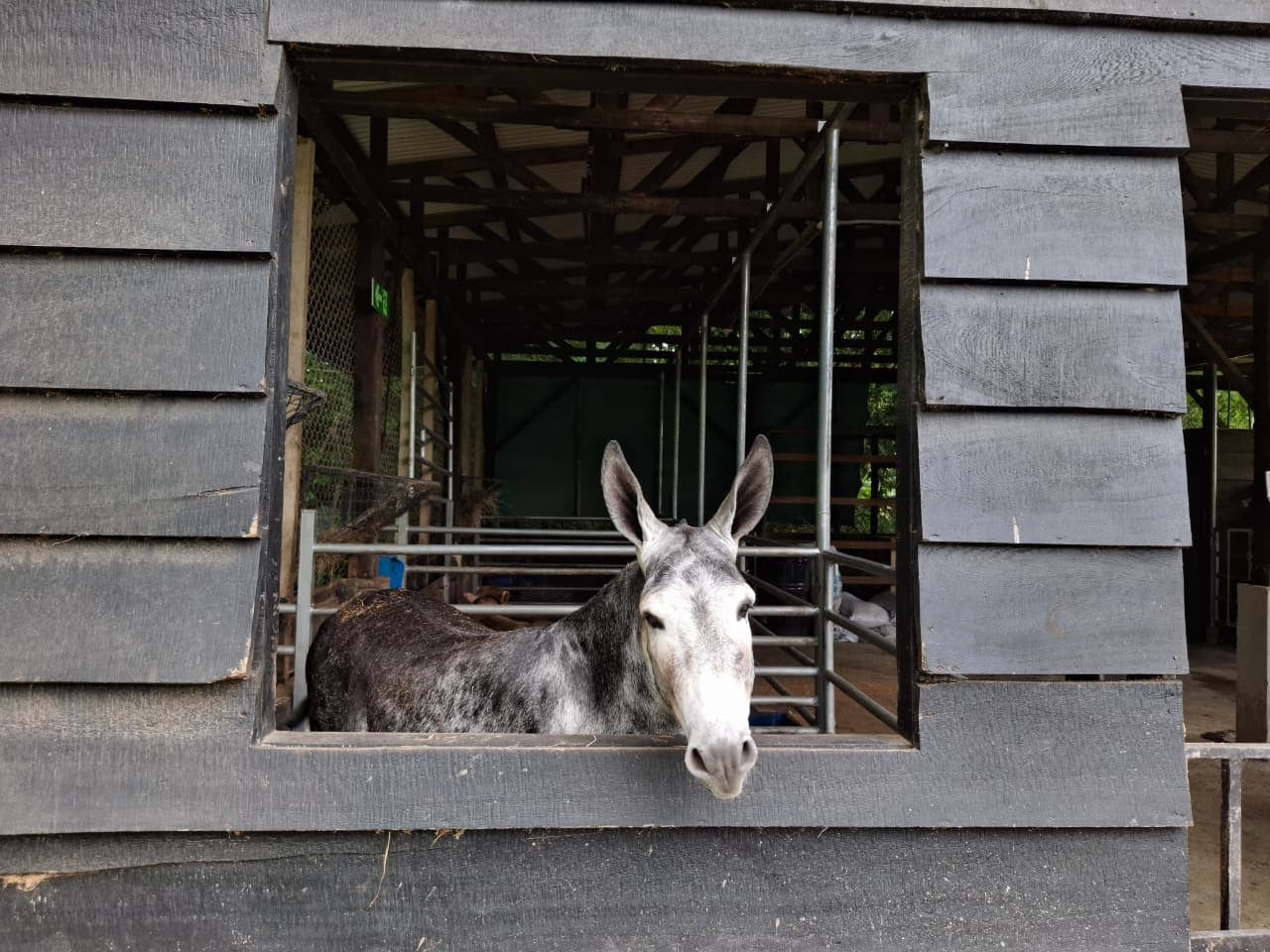 Luigy tiene seis años y es una de las estrellas de “La Granjita del Agro”, donde los estudiantes aprenden haciendo y descubren que cuidar a los animales también es una forma de aprender.