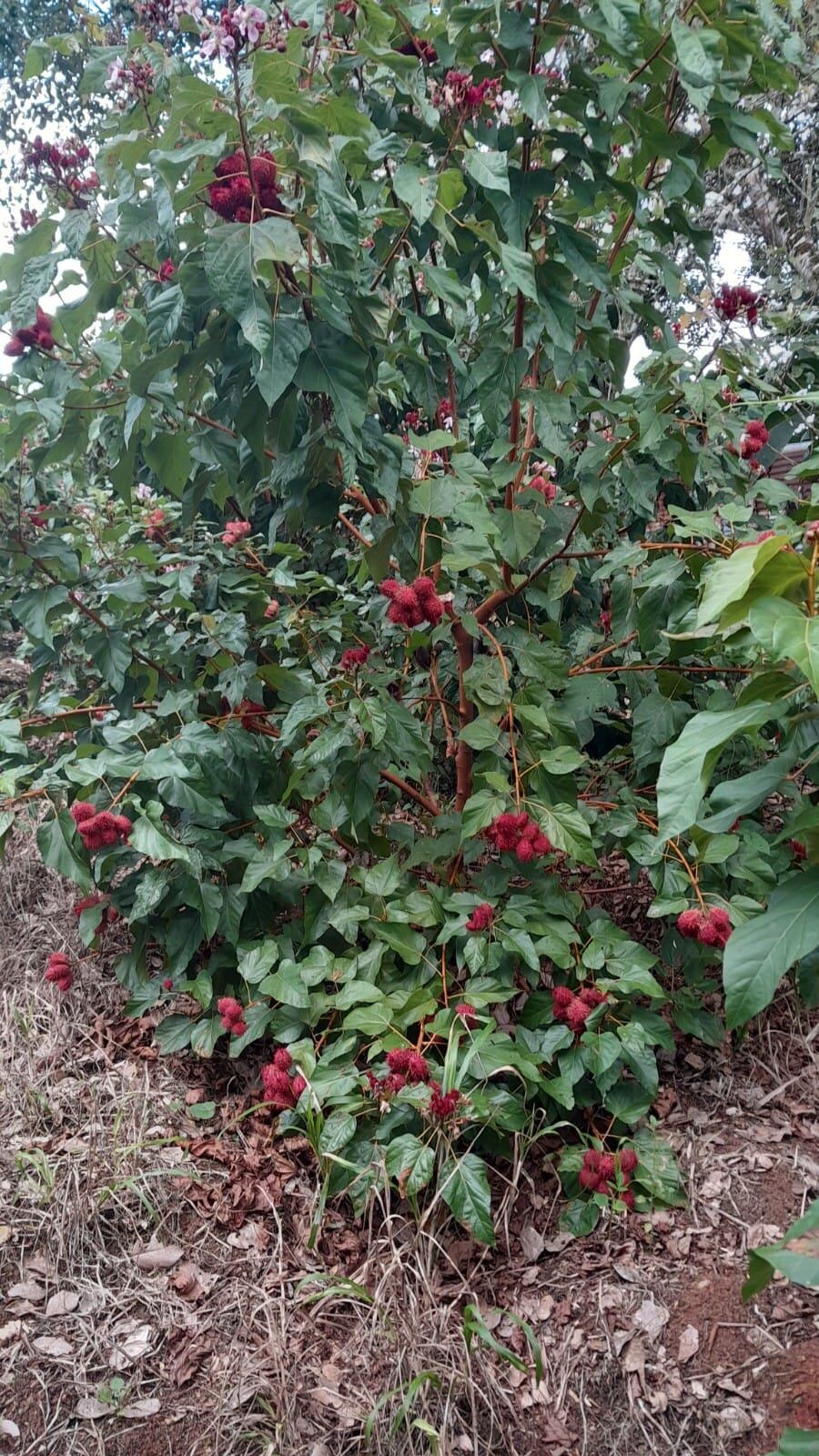 Doña María de los Ángeles Chaves Castro, vecina de El Pavón en Los Chiles, pegando con nuestra frontera Norte, se decidió a tener un negocito de producción de achiote hace dos años, cuando tenía 60.