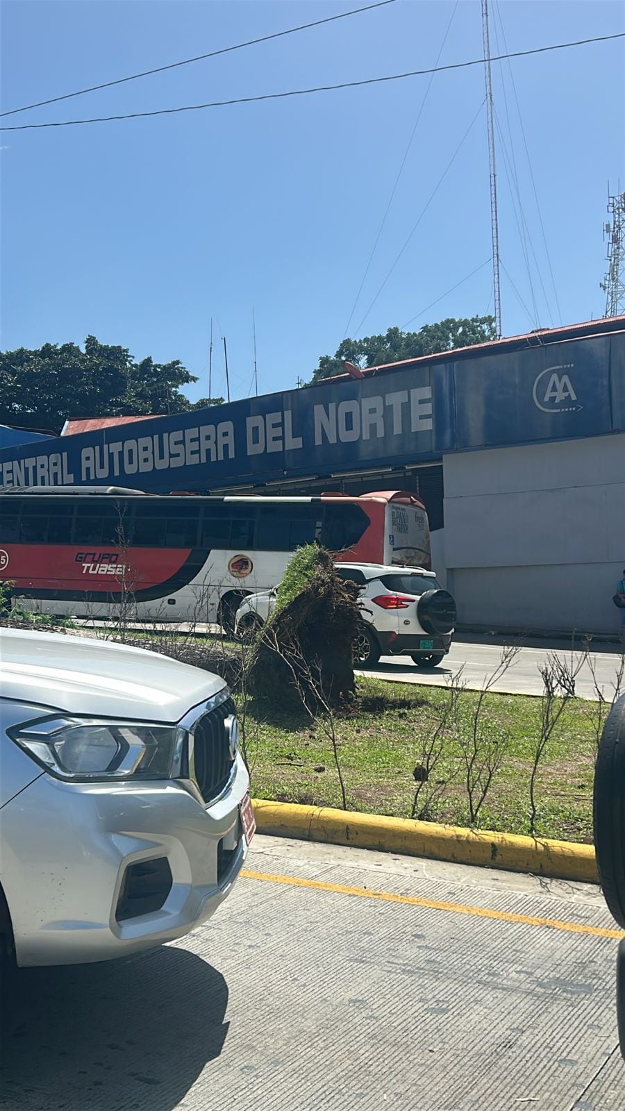 Se denunció que la Municipalidad de Alajuela cortó el árbol de Guanacaste después de que cayera sobre la vía el martes 15 de julio de 2025.