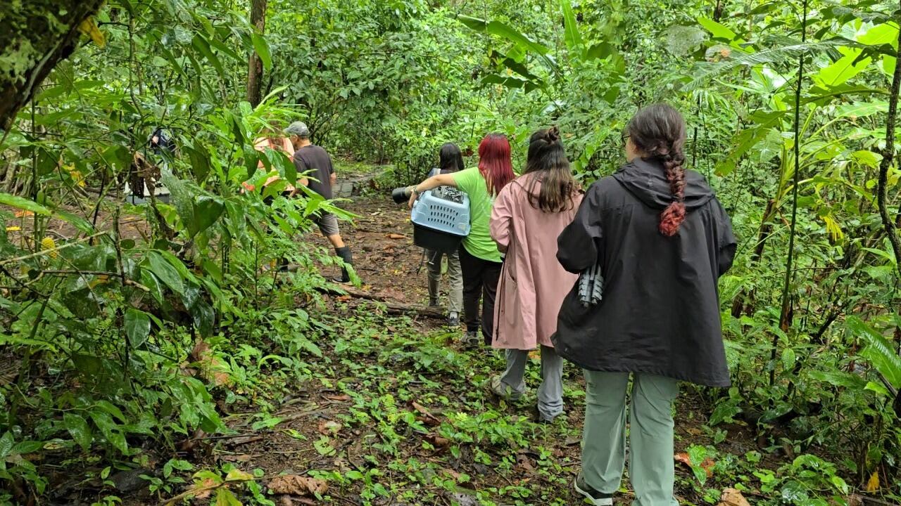 Mamá perezosa es un milagro, se electrocutó y fue sanada hasta con piel de tilapia. María Vargas Vargas, supervisora de Marketing del Toucan Rescue Ranch fue una de las rescatistas