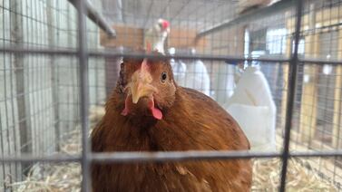 Aumenta el alquiler de gallinas en Estados Unidos ante la escasez de huevos en ese país