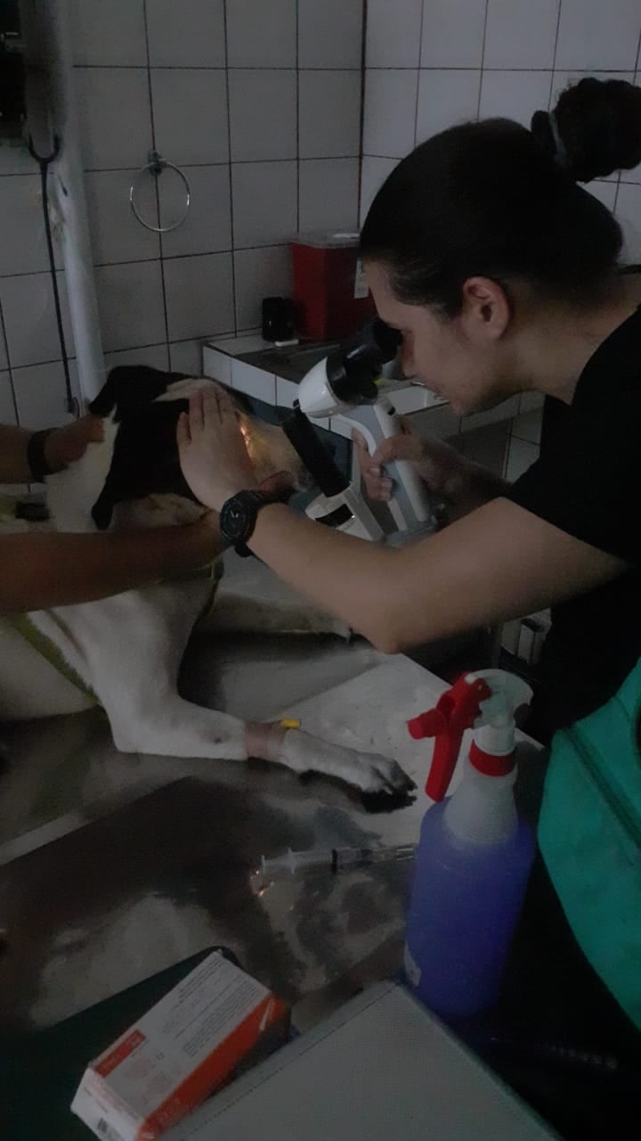 Los veterinarios están haciendo todo lo posible para que Marshall no pierda la vista por completo. Foto cortesía para La Teja.