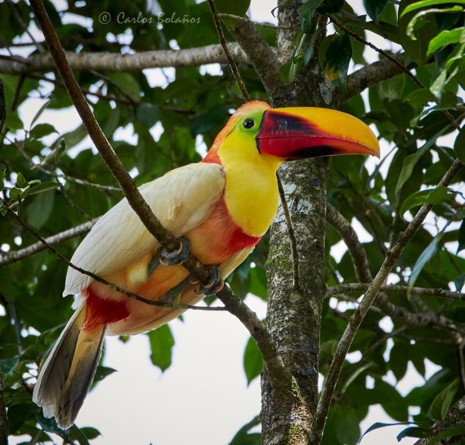 ¡Es real! Logran fotografías un tucán blanco en Guápíles