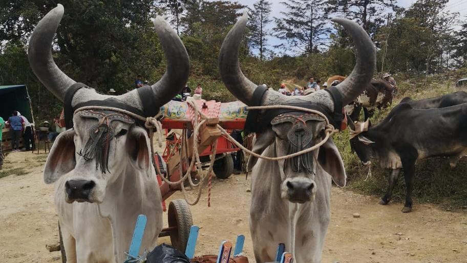 El desfile lo espera el próximo sábado 23 de marzo.