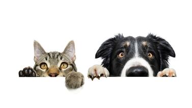 Se viene mayo, un mes en el que los perros y gatos corren un gran peligro