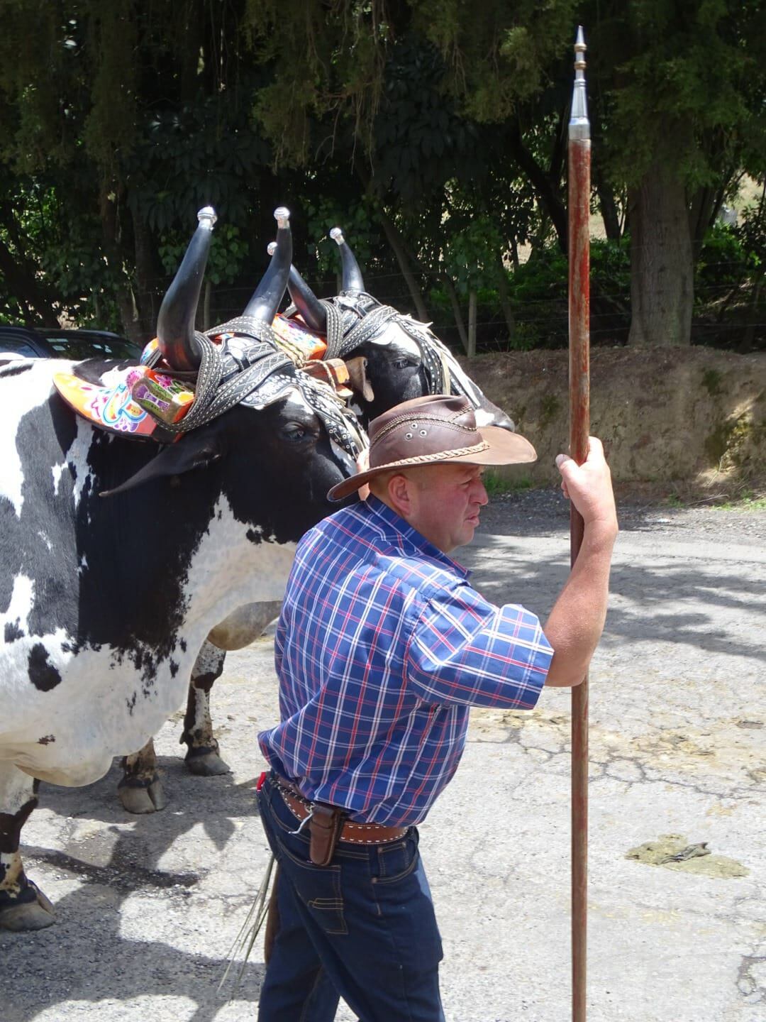 Daniel Alvarado Portuguez es vecino de Llano Grande de Cartago, tiene 47 años y es boyero de profesión, de tiempo completo, de levantarse de madrugada y terminar el jornal a eso de las 3 de la tarde: medio almorzado y bien trabajado.
