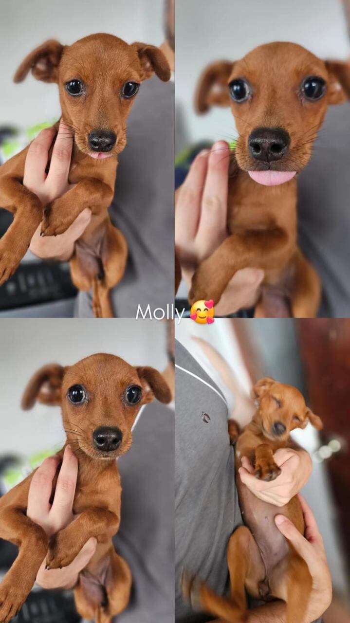 perritas en adopción