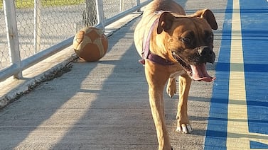 La Negrita “ayudó” dos veces para que una perrita pudiera ser adoptada