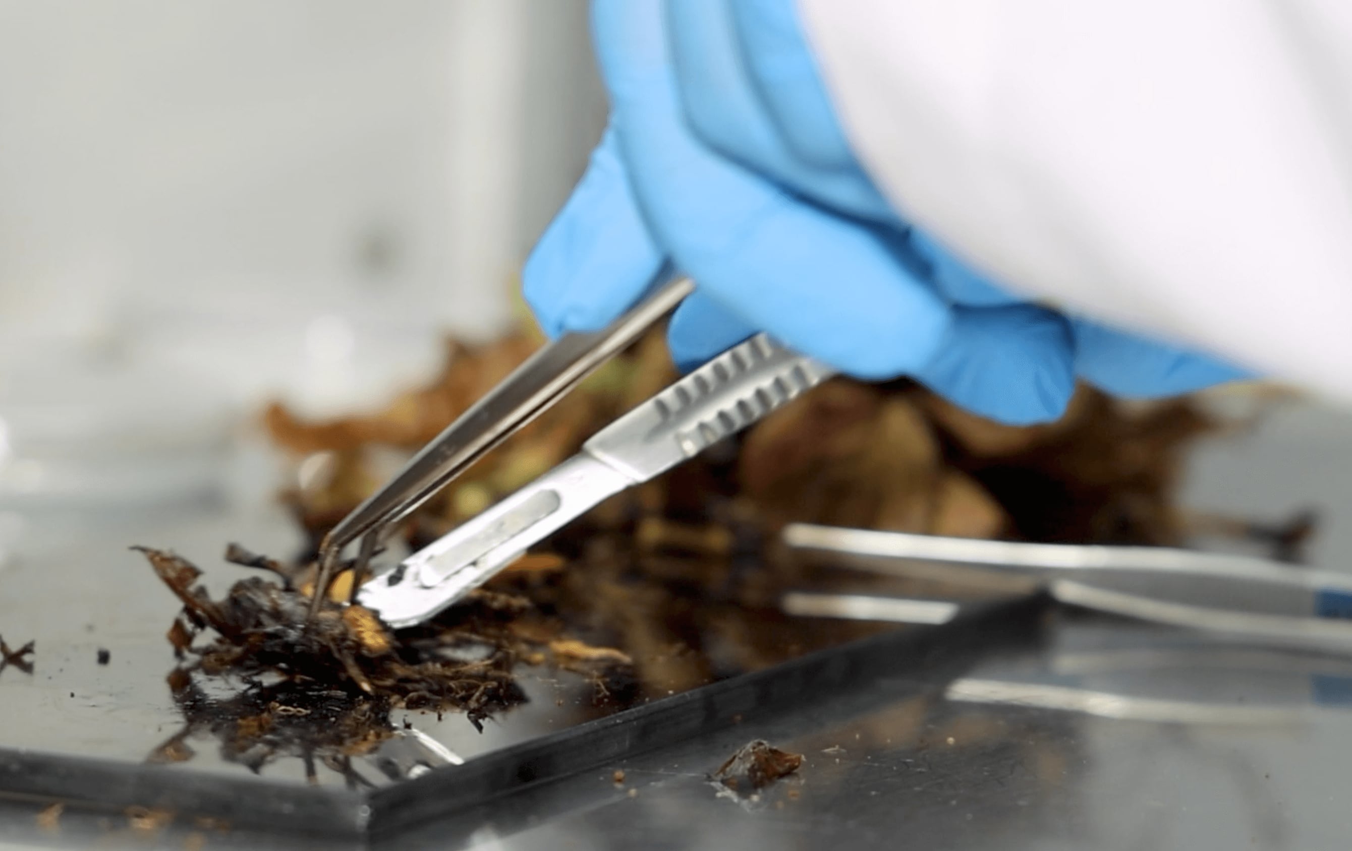 Un hongo reportado por primera vez en Costa Rica y en Centroamérica está provocando pudrición de la corona en plantas de fresa y podría representar un riesgo para la producción nacional