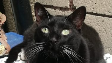 Julián, el gato que sobrevivió atrapado en una pared y hoy es el rey de la familia que lo salvó