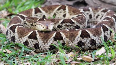 Ataque silencioso en la madrugada: serpiente deja a hombre entre la vida y la muerte en San Carlos