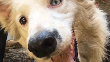 Tsunami, el perro rescatista que se ha convertido en un héroe tras los terremotos en Venezuela