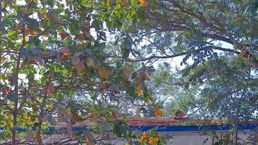 Ruinas, silencio y miedo: así luce hoy la casa marcada por la tragedia de la masacre en Matapalo