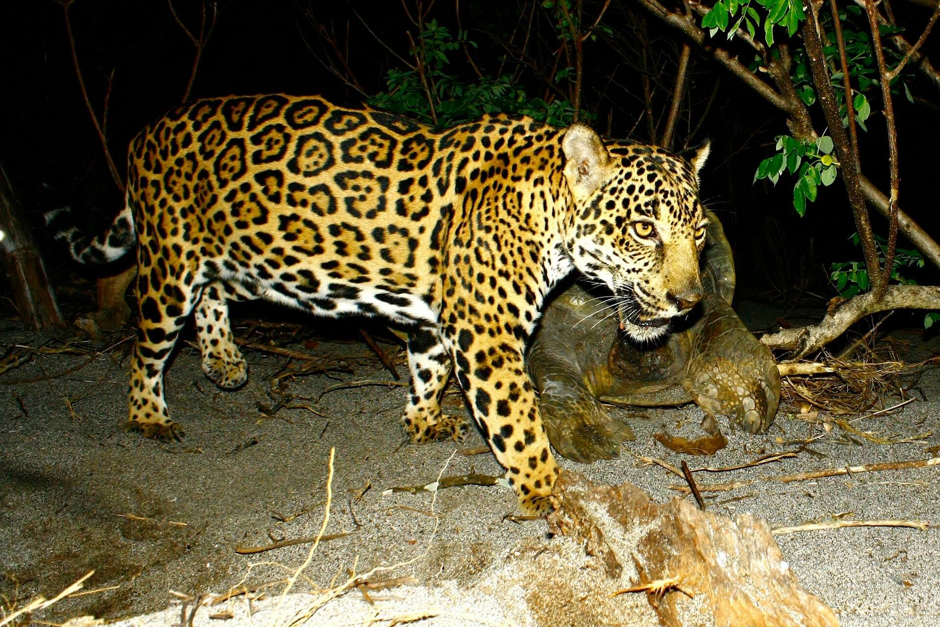 Jaguar