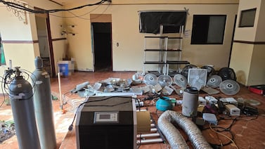 Detienen a pareja que montó laboratorio dentro de casa y cultivó más de 250 plantas de marihuana
