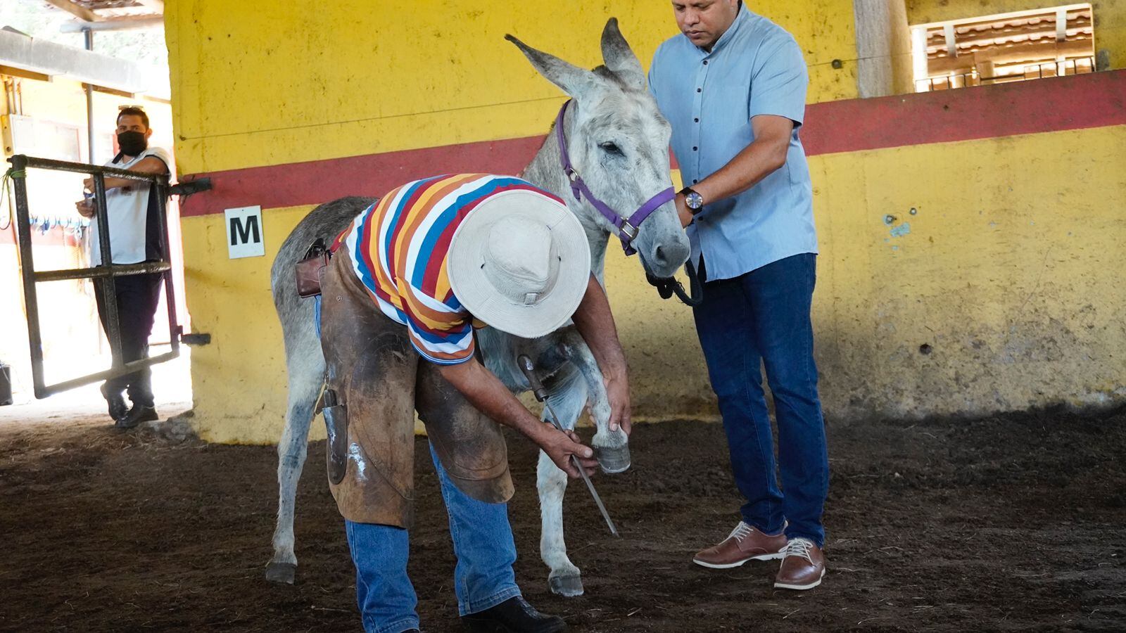 Pepe, con cuatro años, es el burro que para el 2022 llevará la imagen del Señor del Triunfo el domingo 10 de abril, en la procesión del Domingo de Ramos