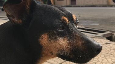 Conductor atropella y mata a un perrito en trágico incidente en Heredia