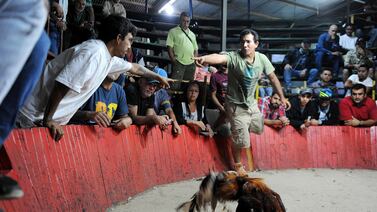 Comisión Interamericana le da una estocada a quienes apoyan las peleas de gallos
