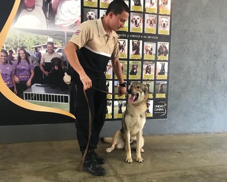 Denver y Koa, perros de la Unidad Canina del OIJ especializados en búsqueda de rastros de semen humano.