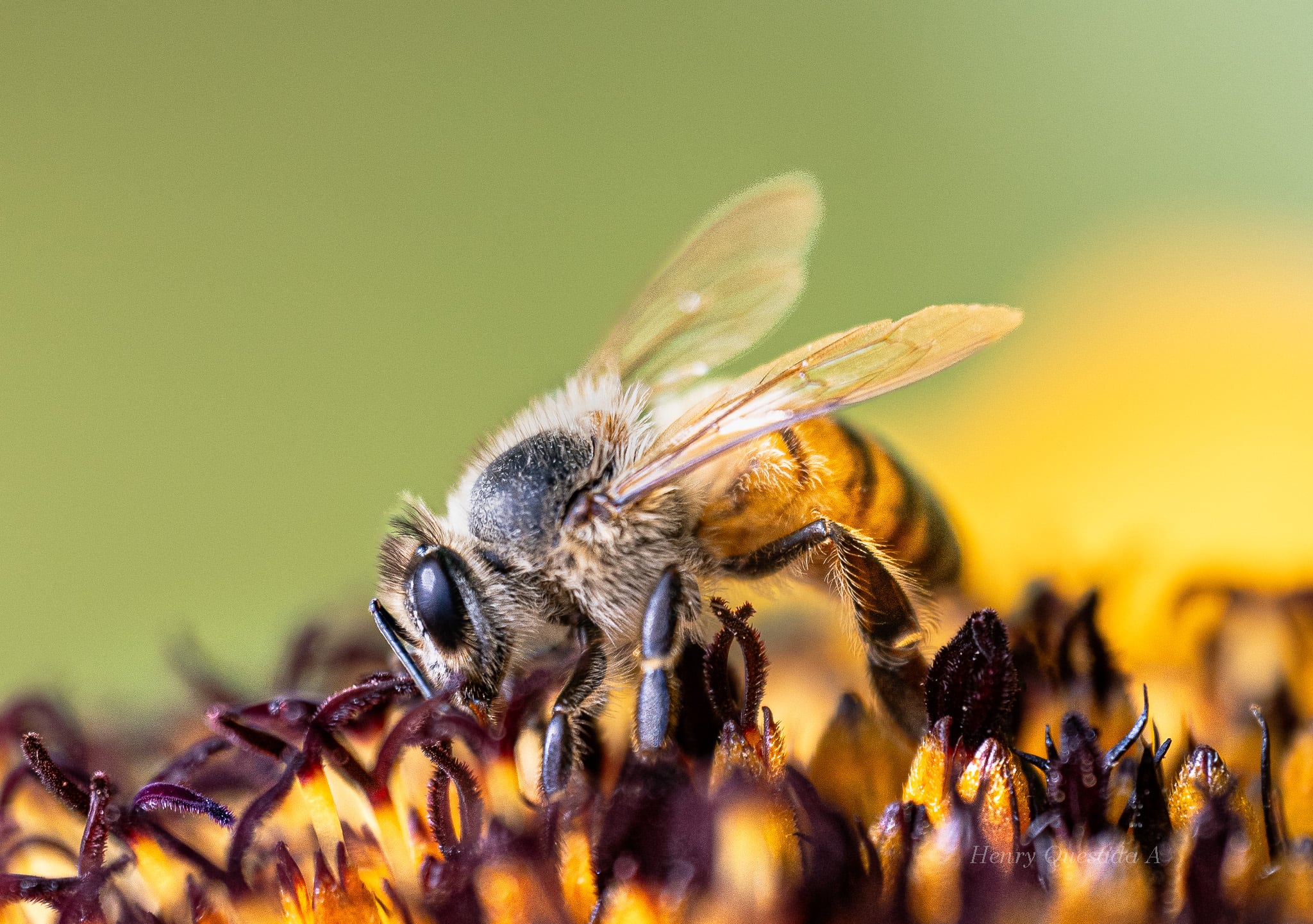 El sancarleño Henry Quesada Agüero, vecino de Ciudad Quesada, puso el nombre de Costa Rica muy en alto luego de ganar el primer lugar en un concurso internacional de fotografía organizado por la Facultad de Ciencias Exactas y Naturales de la Universidad Nacional de Mar del Plata, en Argentina. Al realizar una macrofotografía del corazón de un girasol