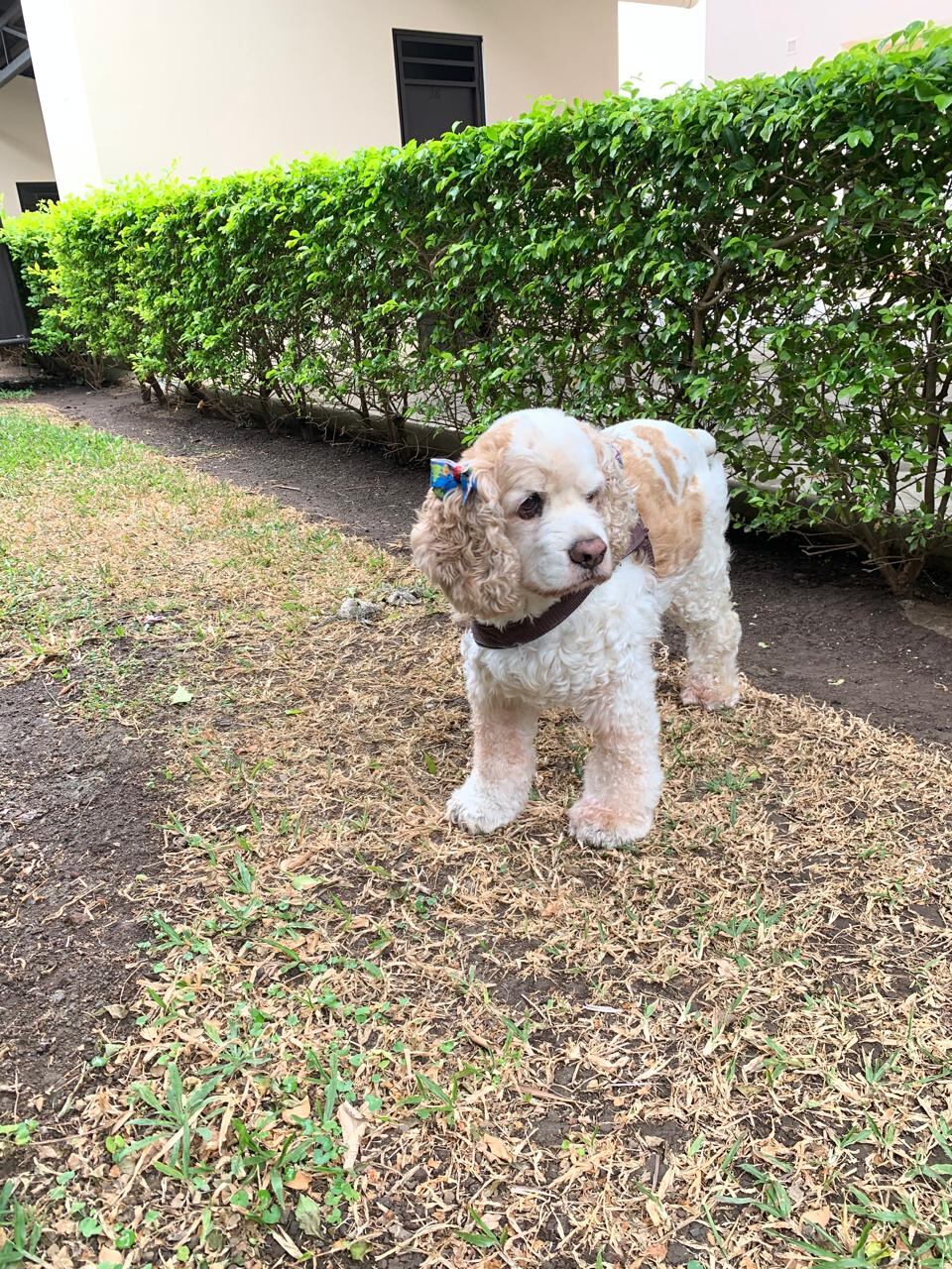 Hellen Aguilar y su hermana gemela, Evelyn, hace 20 años adoptaron a Panda, una perrita Cocker Spaniel de 9 años.