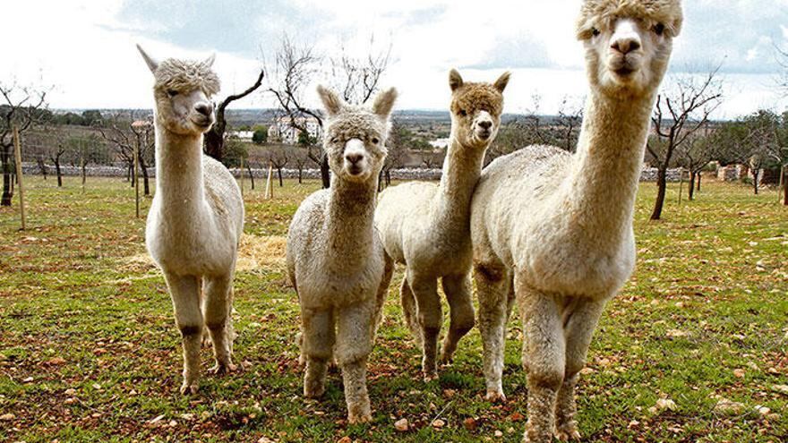 Foto tomada de Mallorca Zeitung