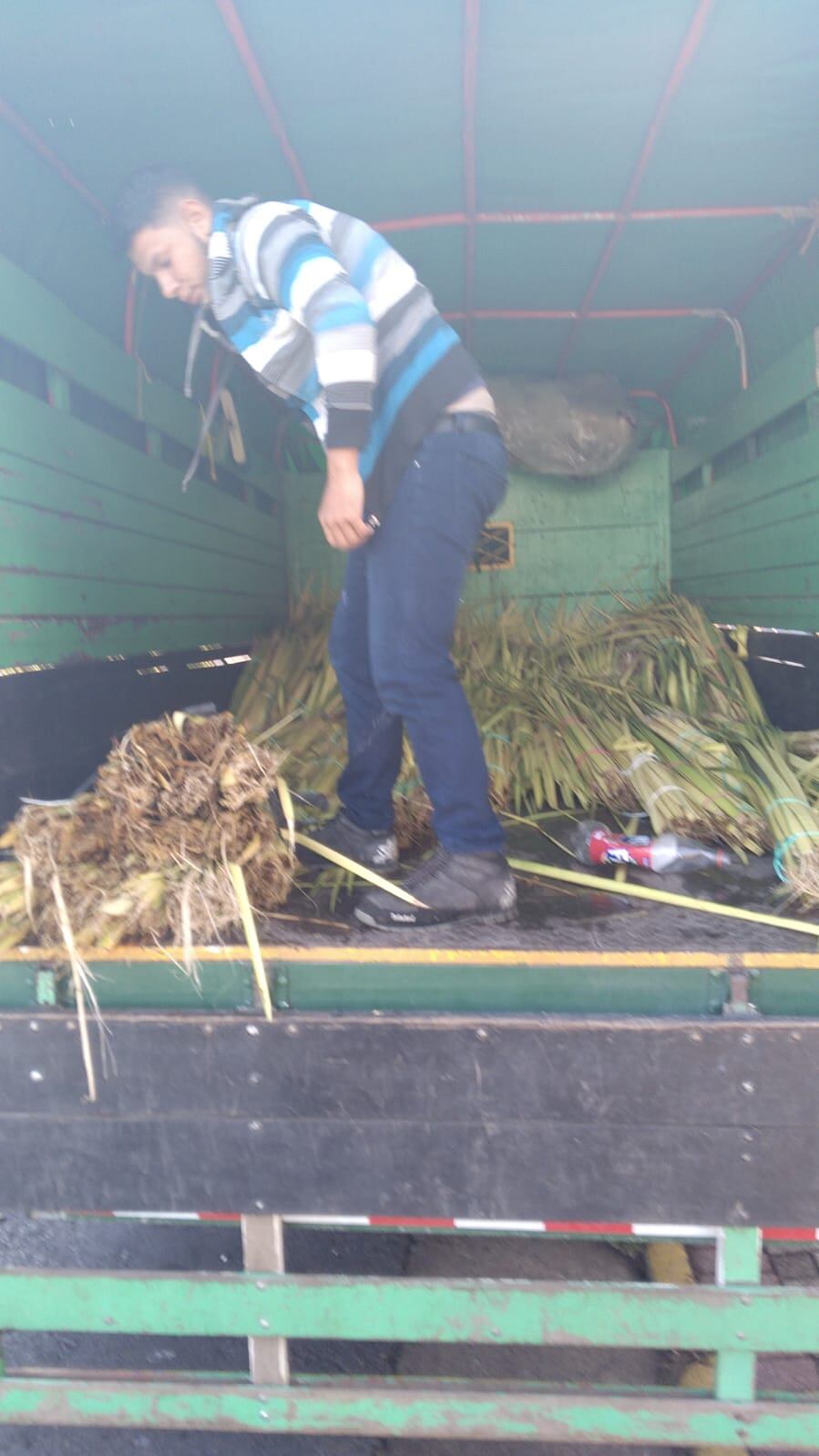 Carlos Mora Rivera, acosteño de nacimiento, junto con un grupo de vecinos, en el negocio familiar, distribuyen palma bendita para el Domingo de Ramos en más de 350 iglesias del país