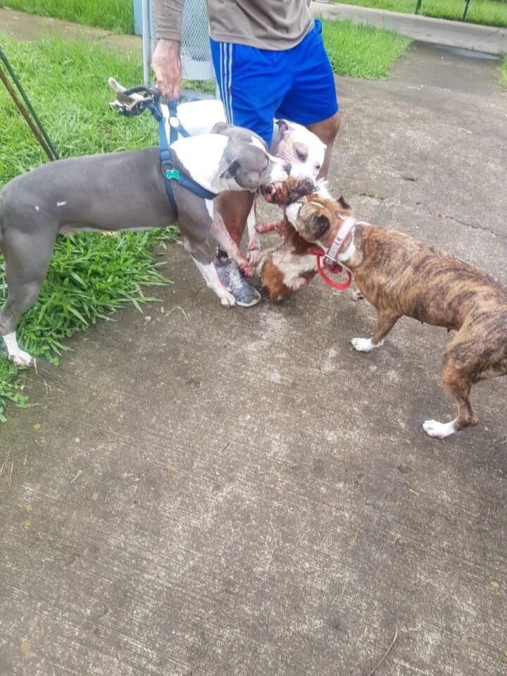 Bruno, perro agredido por otros tres perros