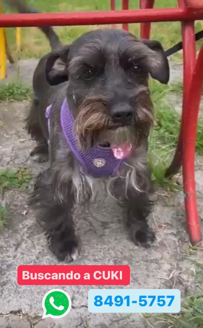 cuki perrita perdida