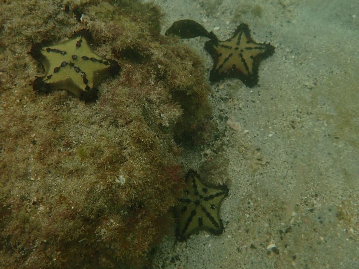 Los arrecifes de coral son el hogar de cientos de especies.