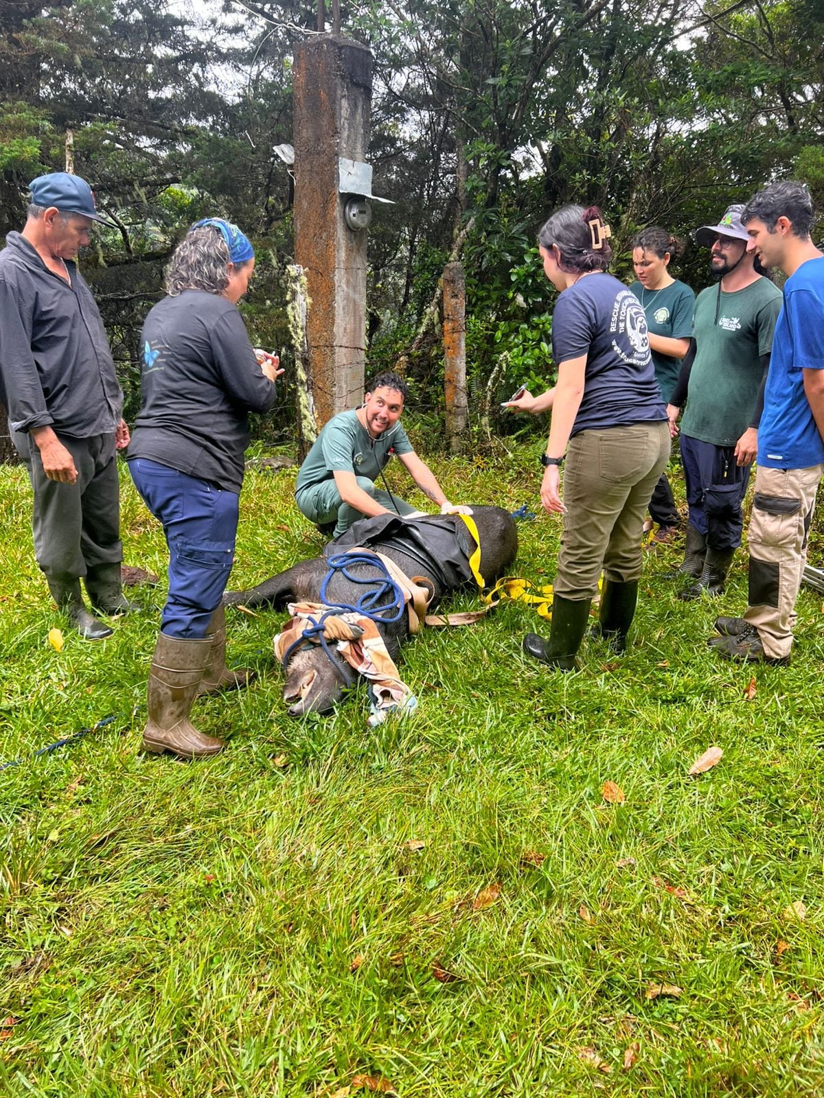 Toucan Rescue Ranch danta