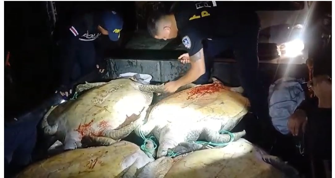 La Policía rescató  10 tortugas que eran transportadas en un camión