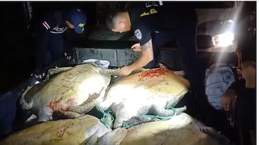 Policías rescataron 10 tortugas marinas de una cruel salvajada