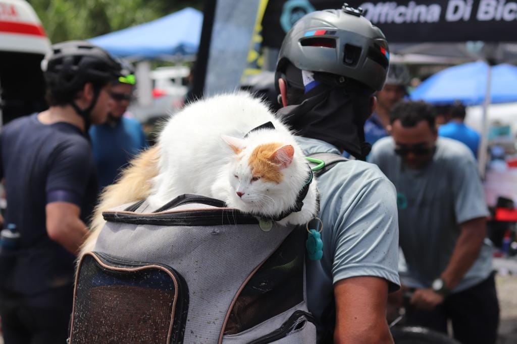 Bruno no es un gato cualquiera. Este peludito coronadeño, de un año y siete meses, es toda una celebridad felina, deportista de hueso (o garra) colorado y tan carismático que en redes sociales lo siguen como si fuera influencer. Su papá humano, Diego Zamora Jiménez, de 38 años y vecino de San Antonio de Coronado, fue quien sin saberlo desató esta aventura.