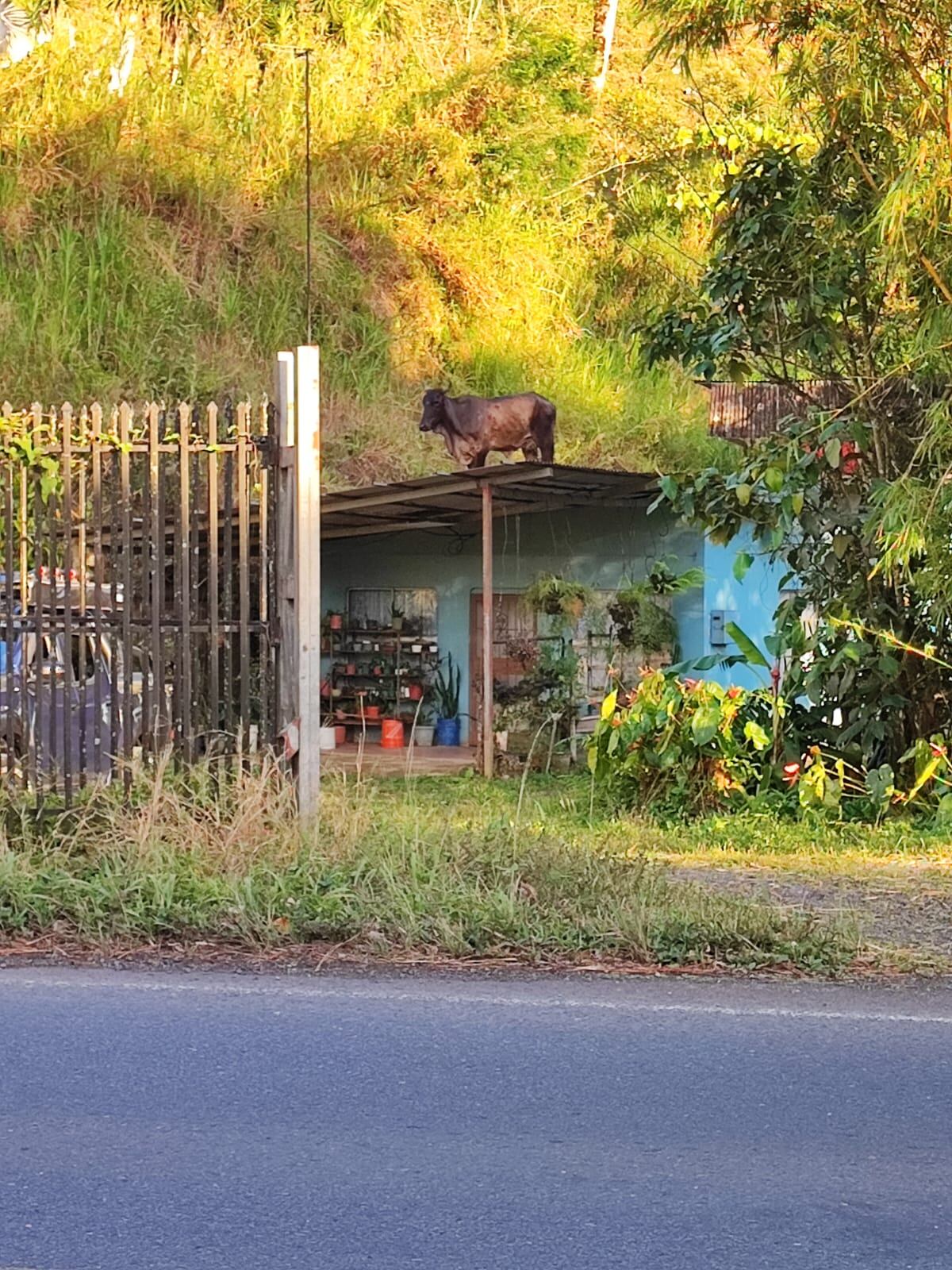 Vaca se sube al techo de una vivienda en San Carlos
