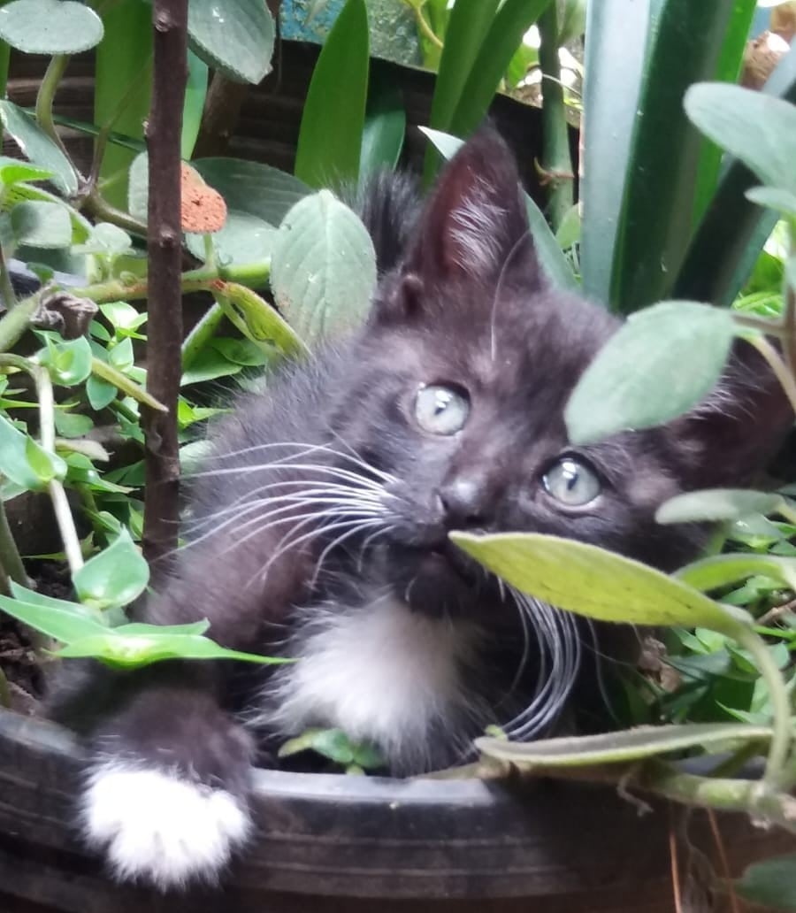 El gatito criollo, Julián, llegó a la vida de la profesora de música Marta Sánchez cuando apenas tenía un mes de nacido y desde entonces se convirtió en el chineado