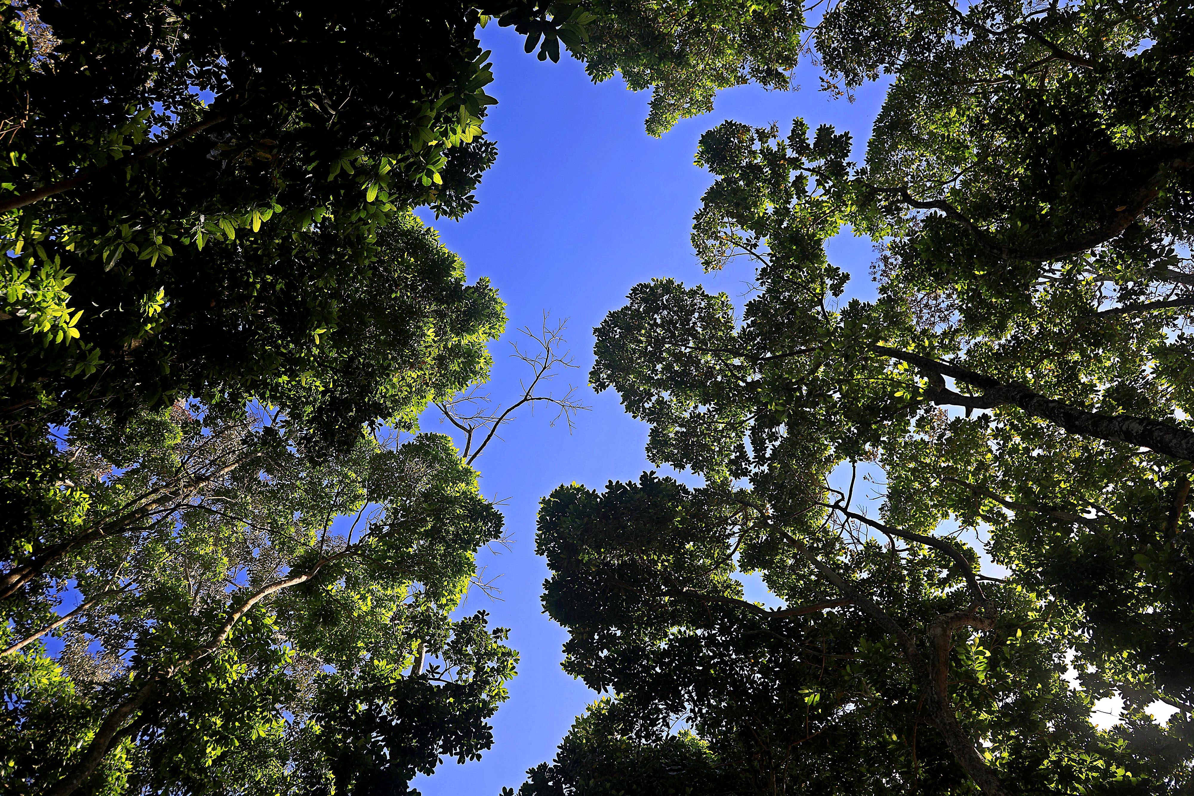 06/03/2024 Río Cuarto de Alajuela. Hotel del Bosque, ofrece caminatas por senderos naturales, servicio de restaurante, gimnasio, canchas y áreas al aire libre para practicar deporte, incluyendo una piscina natural. Foto: Rafael Pacheco Granados