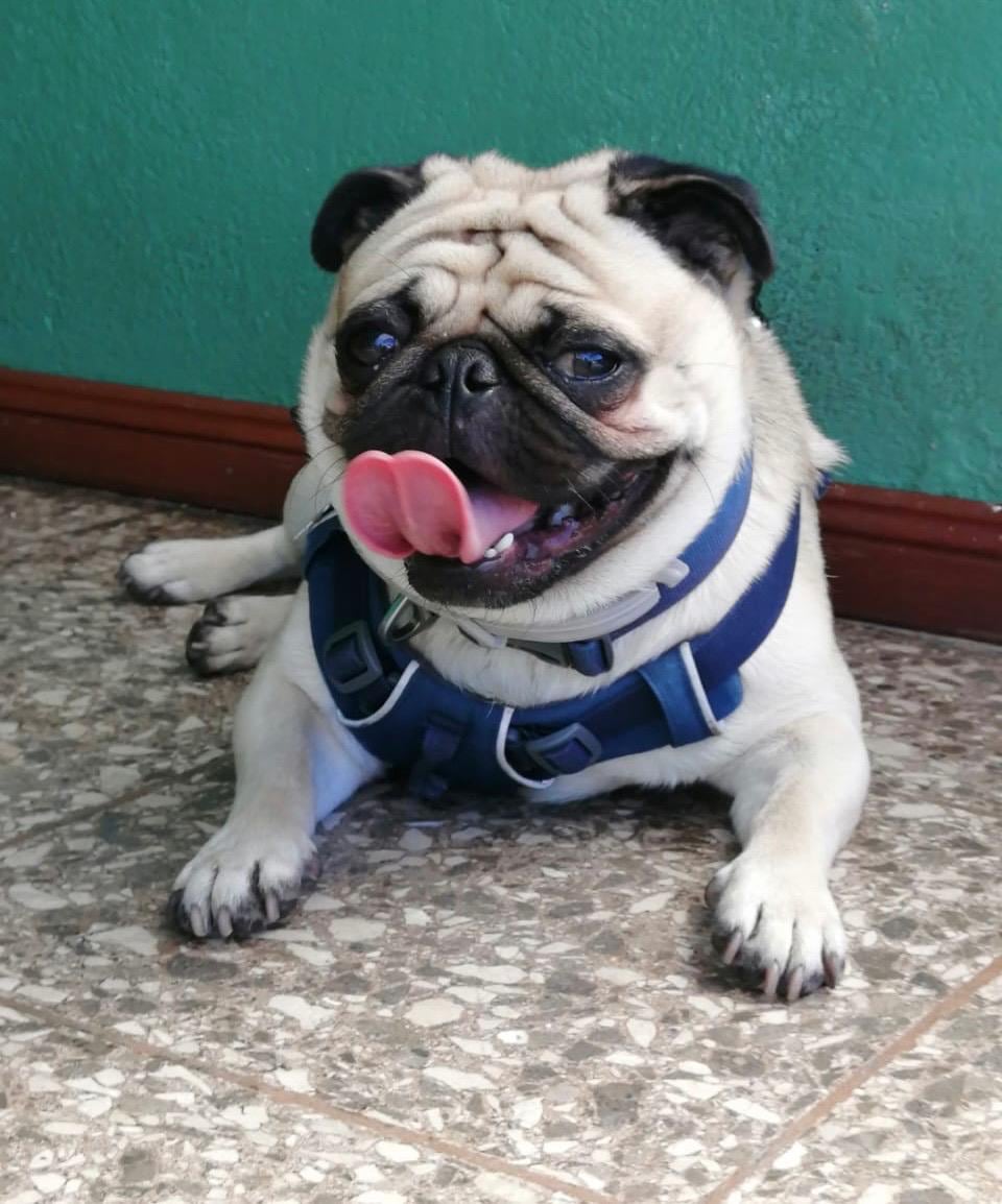 A Nicole Quesada Chinchilla los perros nunca le hicieron gracia. Vivía con alergias, reservas y una lista larga de “yo jamás haría eso con un perro”. Ahora es la mamá humana de Donatello, un pug que le ganó el corazón.