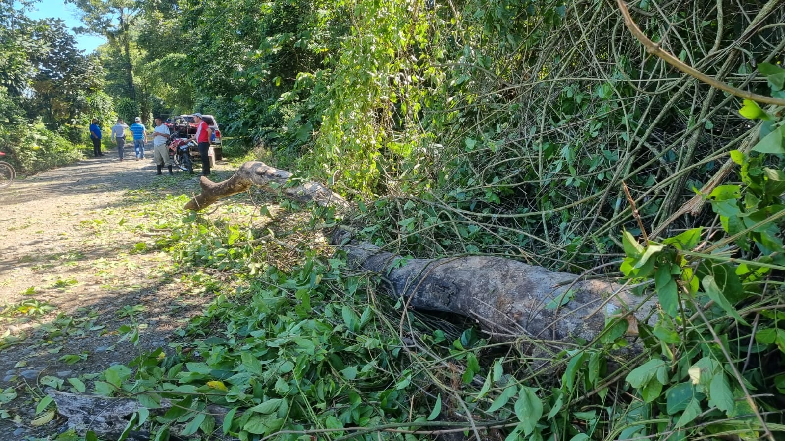 Hombre muere luego de que rama cae sobre carro que iba manejando en San Carlos. Foto Edgar Chinchilla,